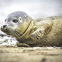 Buy canvas prints of Seal Pup on the Beach. by Mike Evans