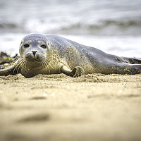 Buy canvas prints of Seal Pup on the Beach. by Mike Evans