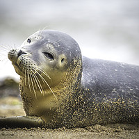 Buy canvas prints of Seal Pup on Scarborough Beach. by Mike Evans