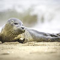 Buy canvas prints of Seal Pup on Scarborough Beach. by Mike Evans
