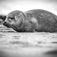 Buy canvas prints of Seal Pup on Scarborough Beach. by Mike Evans