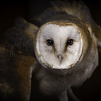 Buy canvas prints of Barn Owl - Looking at you. by Mike Evans