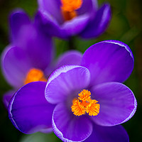 Buy canvas prints of Vibrant Purple Crocus Flowers by Mike Evans