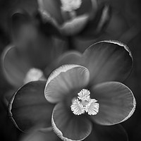 Buy canvas prints of Crocus Flowers in Black and White. by Mike Evans