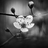 Buy canvas prints of Cherry Blossom in Black and White by Mike Evans