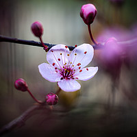 Buy canvas prints of Cherry Blossom. by Mike Evans
