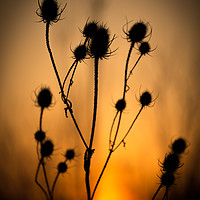 Buy canvas prints of The Dying Sun of a Common Thistle. by Mike Evans