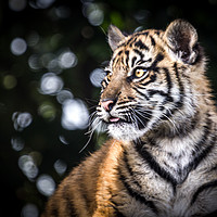 Buy canvas prints of Sumatran Tiger Cub. by Mike Evans