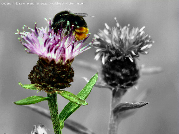 Honey Bee On A Milk Thistle Picture Board by Kevin Maughan