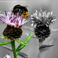 Buy canvas prints of Honey Bee On A Milk Thistle by Kevin Maughan