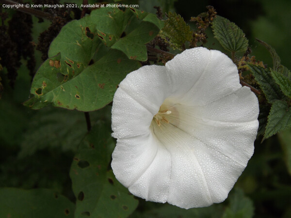 Calystegia Spithamaea Picture Board by Kevin Maughan