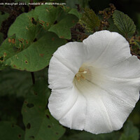 Buy canvas prints of Calystegia Spithamaea by Kevin Maughan