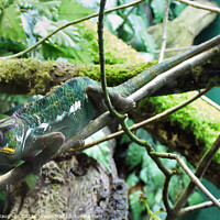 Buy canvas prints of Panther Chameleon by Kevin Maughan