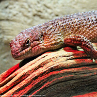 Buy canvas prints of Majestic Skink Lizard: Up Close and Personal by Kevin Maughan