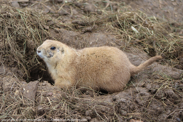 Black Tail Prairie Dog (2) Picture Board by Kevin Maughan