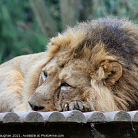 Buy canvas prints of The Lion Sleeps Tonight by Kevin Maughan