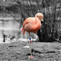 Buy canvas prints of Graceful Flamingo Resting by the Water by Kevin Maughan