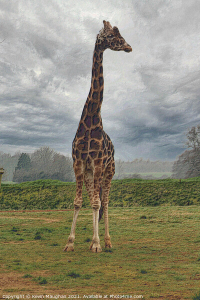 Very Tall Giraffe Picture Board by Kevin Maughan