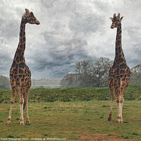 Buy canvas prints of Majestic Giraffes Grazing in a Serene Field by Kevin Maughan