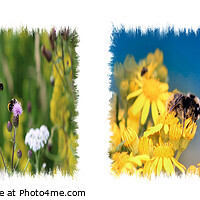 Buy canvas prints of Buzzing Garden Oasis by Kevin Maughan