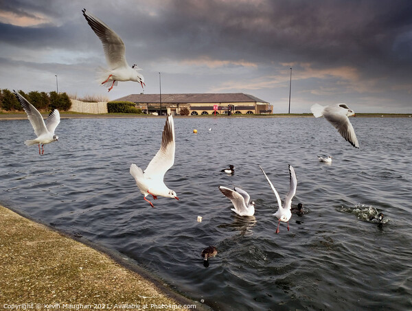 Ducks Feeding Gulls Join In Picture Board by Kevin Maughan
