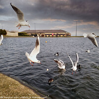 Buy canvas prints of Ducks Feeding Gulls Join In by Kevin Maughan