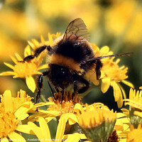 Buy canvas prints of Bee Investigating A Flower by Kevin Maughan