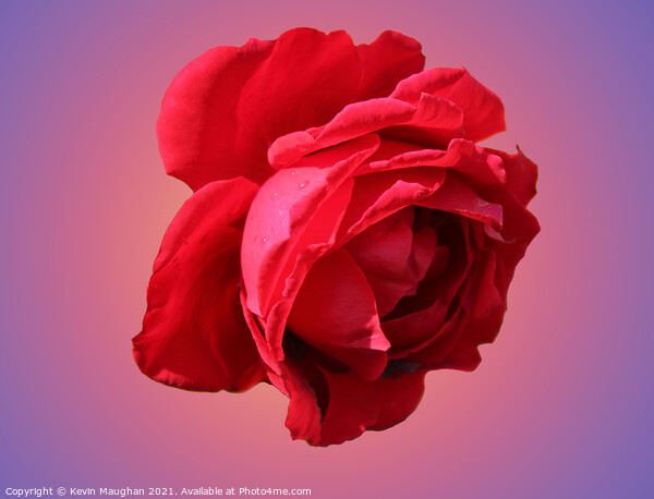A Romantic Red Rose Picture Board by Kevin Maughan