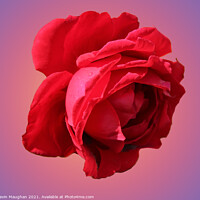 Buy canvas prints of A Romantic Red Rose by Kevin Maughan