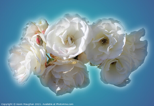 Still Life White Roses Picture Board by Kevin Maughan