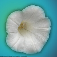 Buy canvas prints of Alcea Rosea (Hollyhock) by Kevin Maughan