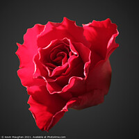 Buy canvas prints of A Single Rose Head by Kevin Maughan