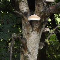 Buy canvas prints of Wild Mushrooms Growing On A Tree by Kevin Maughan