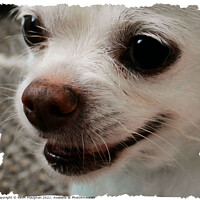 Buy canvas prints of Chihuahua Close Up by Kevin Maughan