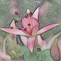 Buy canvas prints of Digital Artwork Of A Lilly Flower by Kevin Maughan
