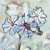 Buy canvas prints of Garden Phlox Flower (Digital Art) by Kevin Maughan