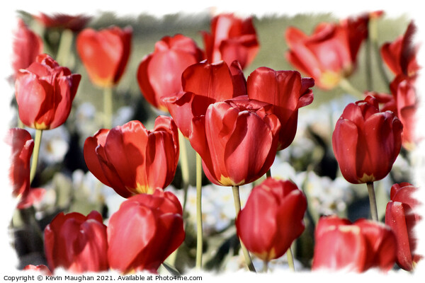 Majestic Red Tulips Picture Board by Kevin Maughan