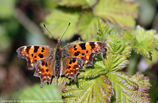 The Comma Butterfly Close Up Picture Board by Kevin Maughan