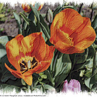Buy canvas prints of Tulips Fully Opened (Sketch Style Digital Art) by Kevin Maughan