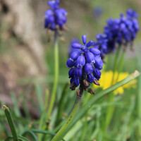 Buy canvas prints of Enchanting Grape Hyacinth Blooms by Kevin Maughan