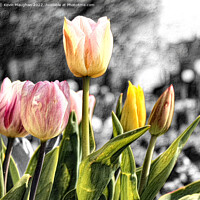 Buy canvas prints of Tulip Flower Sketch Style by Kevin Maughan