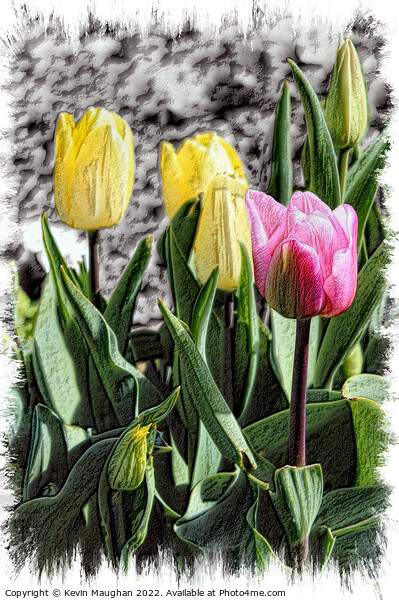 Tulips In Bloom Sketch Style Picture Board by Kevin Maughan