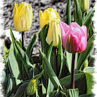 Buy canvas prints of Tulips In Bloom Sketch Style by Kevin Maughan