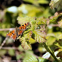Buy canvas prints of The Comma Butterfly by Kevin Maughan