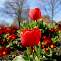 Buy canvas prints of A Close Up Of A Red Tulip by Kevin Maughan