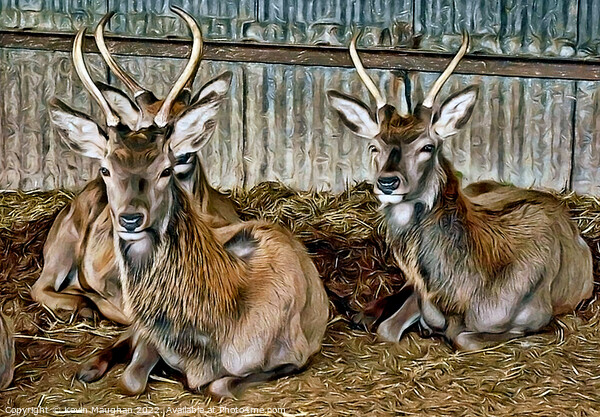 Deer Resting (Digital Art) Picture Board by Kevin Maughan