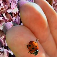 Buy canvas prints of Ladybird Close Up by Kevin Maughan