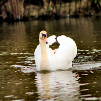 Buy canvas prints of A Single Swan On A Lake by Kevin Maughan