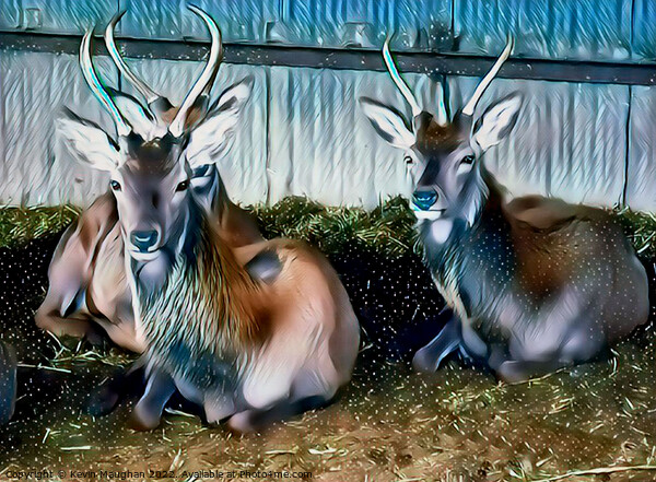Deer's In A Barn (Digital Art)  Picture Board by Kevin Maughan