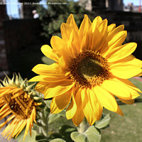 Buy canvas prints of The Majestic Helianthus by Kevin Maughan